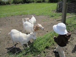 Parksville with kids: Goats at family-friendly Little Qualicum Farm