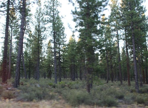 Ponderosa pine forest, Bend.
