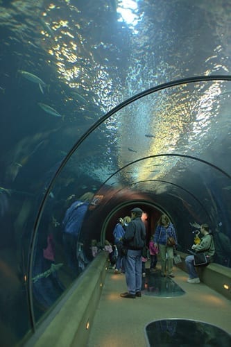 Newport Aquarium with kids