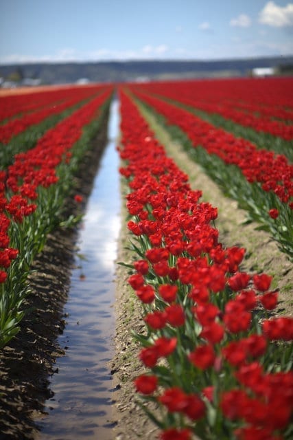 Tulip fields in Mt. Vernon