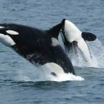 Whale watching with kids in Washington