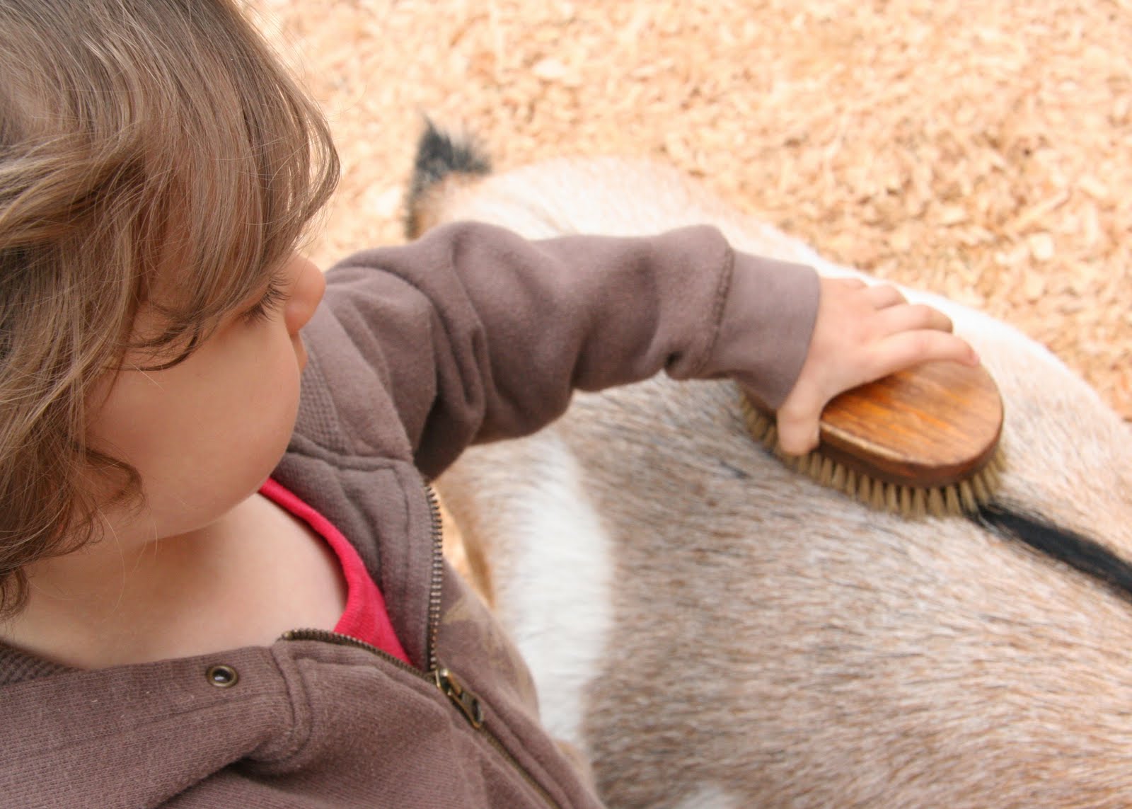 Beacon Hill Petting Zoo