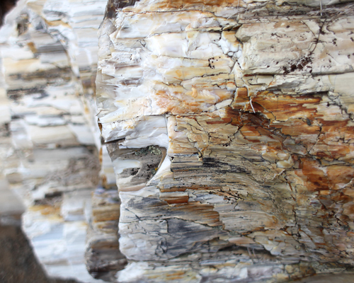 Vantage petrified forest