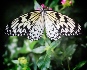 pacific science center butterfly