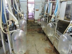 things to do with kids in parksville: See the Milking Parlor at Little Qualicum farm tour 