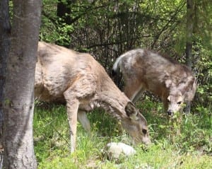 Deer with gourmet tastes