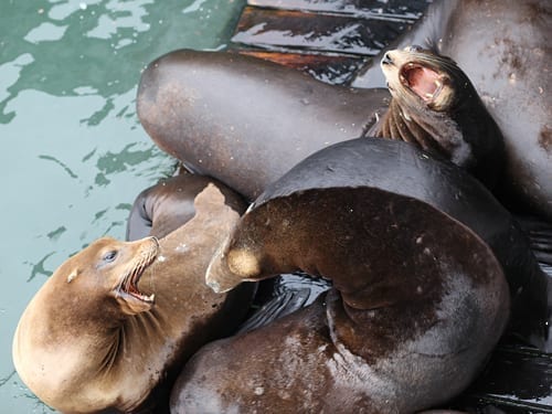 Newport2 Sea lions at the Newport Pier