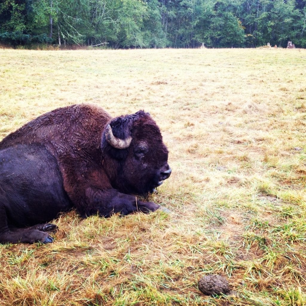 bison at NW trek something to do in seattle with kids