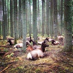 Reindeer harem at kid-friendly Northwest Trek in Tacoma