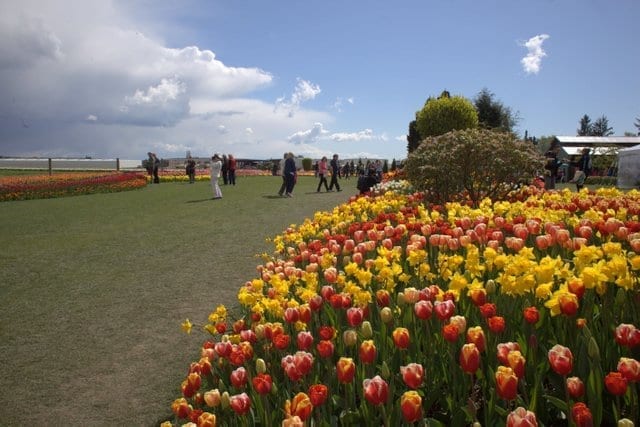 Roozengaarde show gardens
