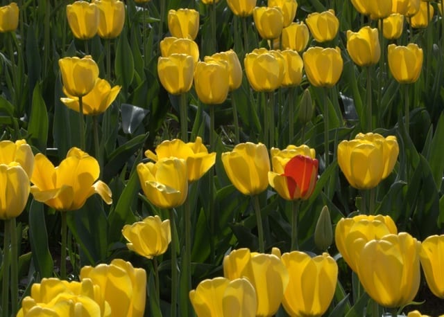 A fun game to play in the tulip fields: Ask the kids to find the "odd one out." 