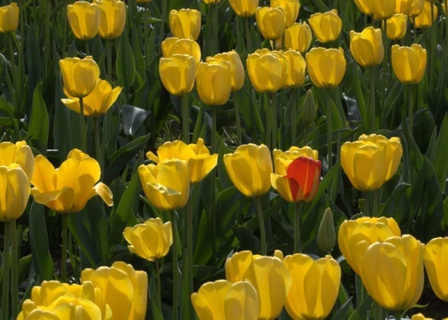 A fun game to play in the tulip fields: Ask the kids to find the "odd one out."