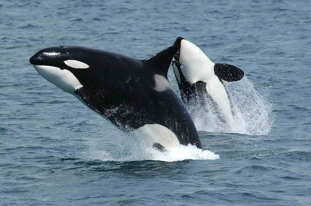 Whale watching with kids in Washington