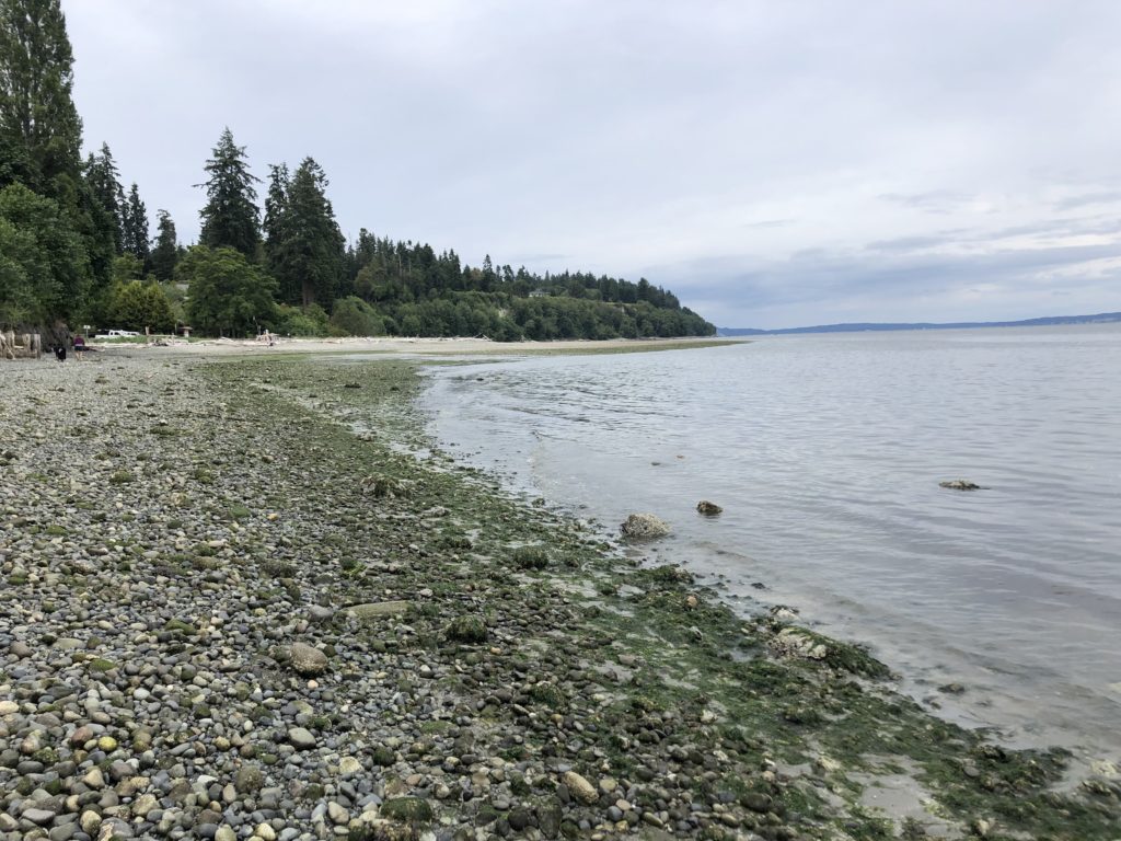 A beach on the Kitsap Peninsula with rocks, saltwater and firs. 
